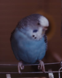 My budgie